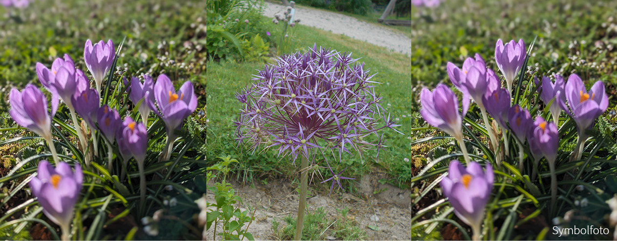 Jardin de lavande - Mélange de bulbes