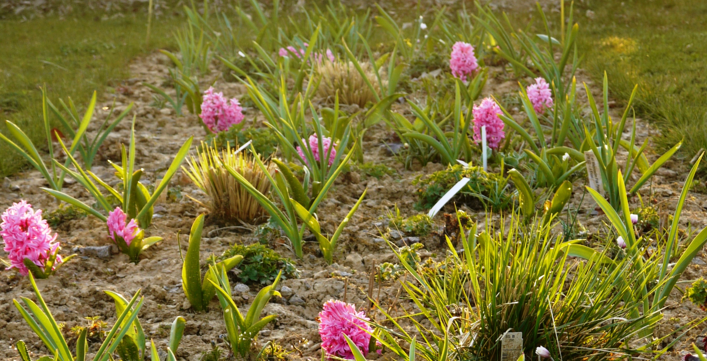 Pink Paradise - Mélange de bulbes