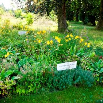 Bordure florale